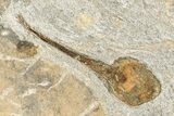 Ordovician Brittle Star (Ophiura) With Carpoid - Morocco #189656-3